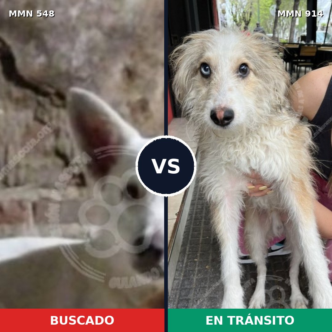 Comparativa MMS 14599: mascota perdida y mascota encontrada, 37% de similitud