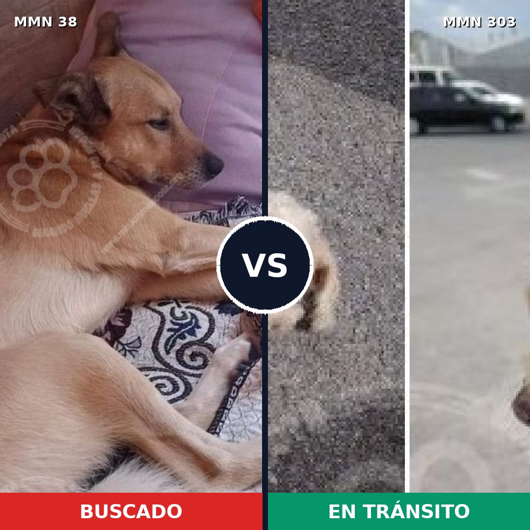 Comparativa MMS 146: mascota perdida y mascota encontrada, 41% de similitud