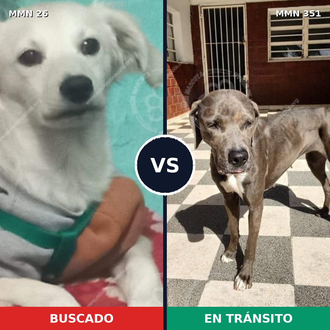 Comparativa MMS 1460: mascota perdida y mascota encontrada, 17% de similitud