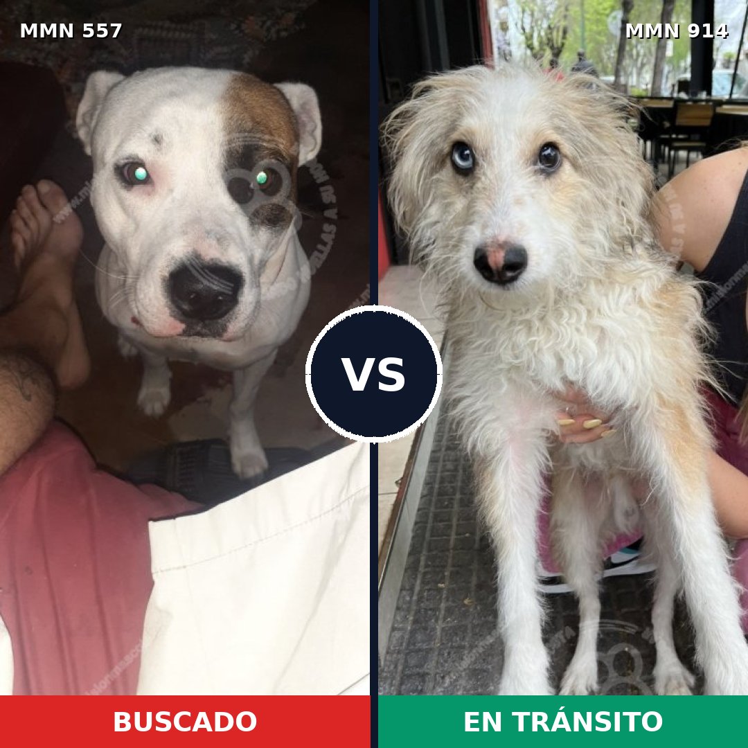 Comparativa MMS 14600: mascota perdida y mascota encontrada, 52% de similitud
