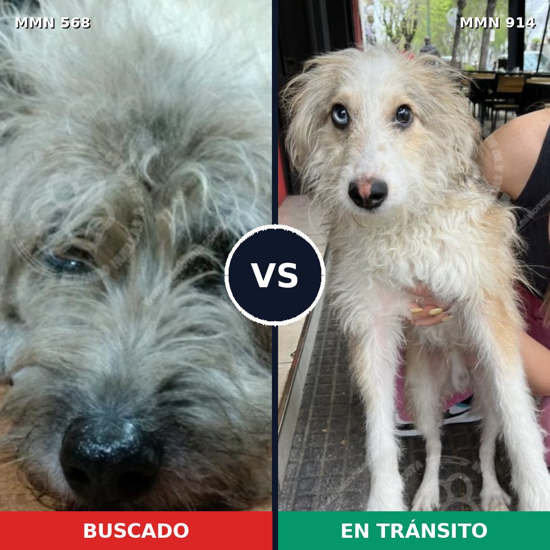 Comparativa MMS 14602: mascota perdida y mascota encontrada, 48% de similitud