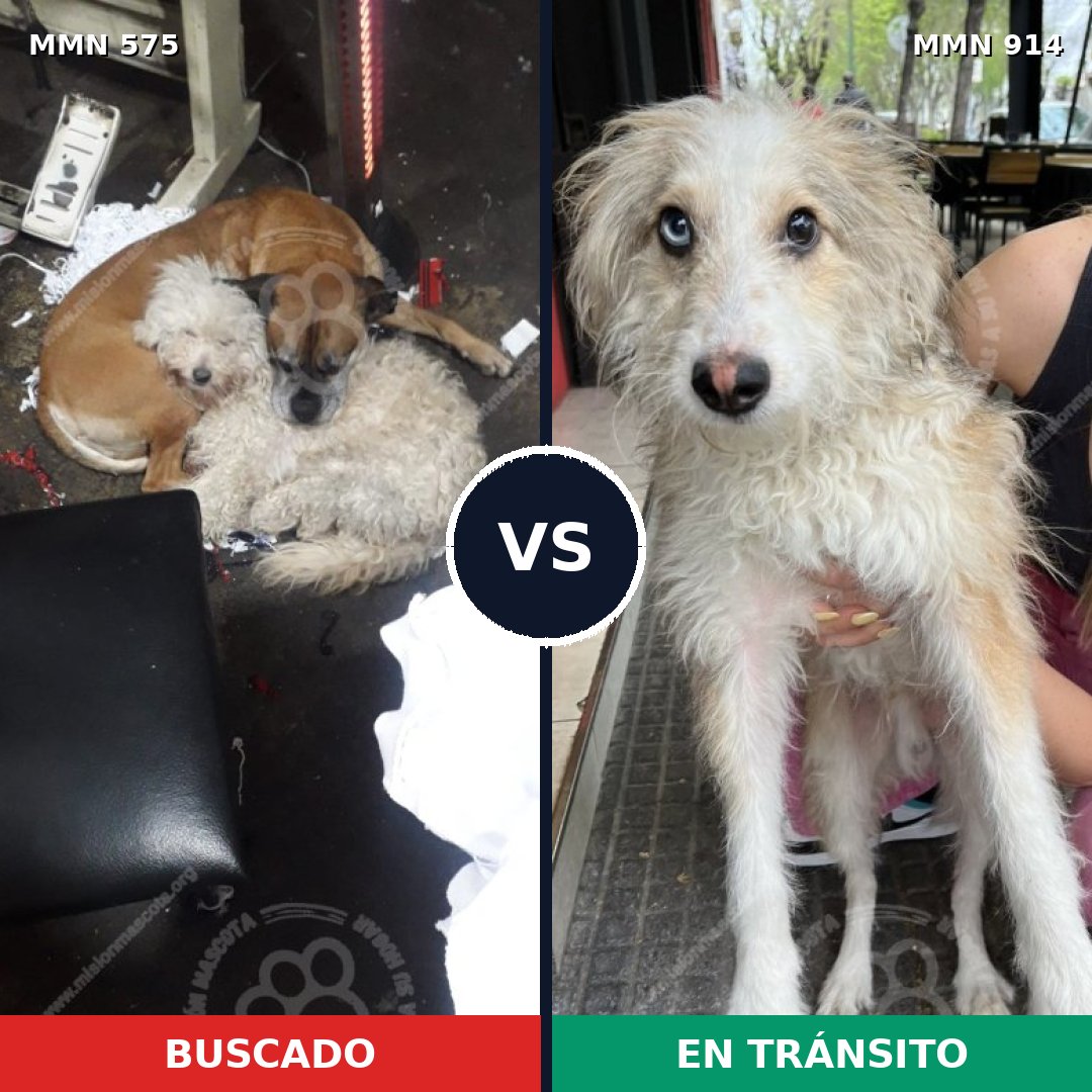 Comparativa MMS 14603: mascota perdida y mascota encontrada, 71% de similitud