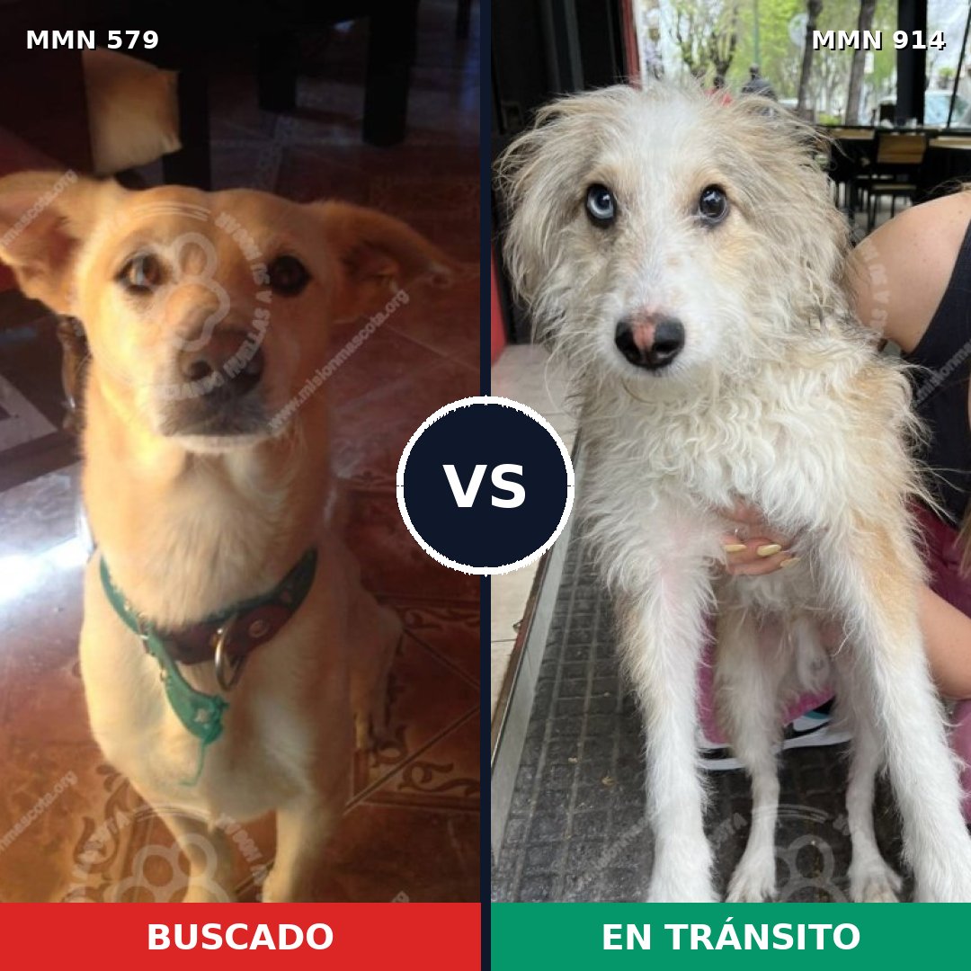 Comparativa MMS 14605: mascota perdida y mascota encontrada, 49% de similitud