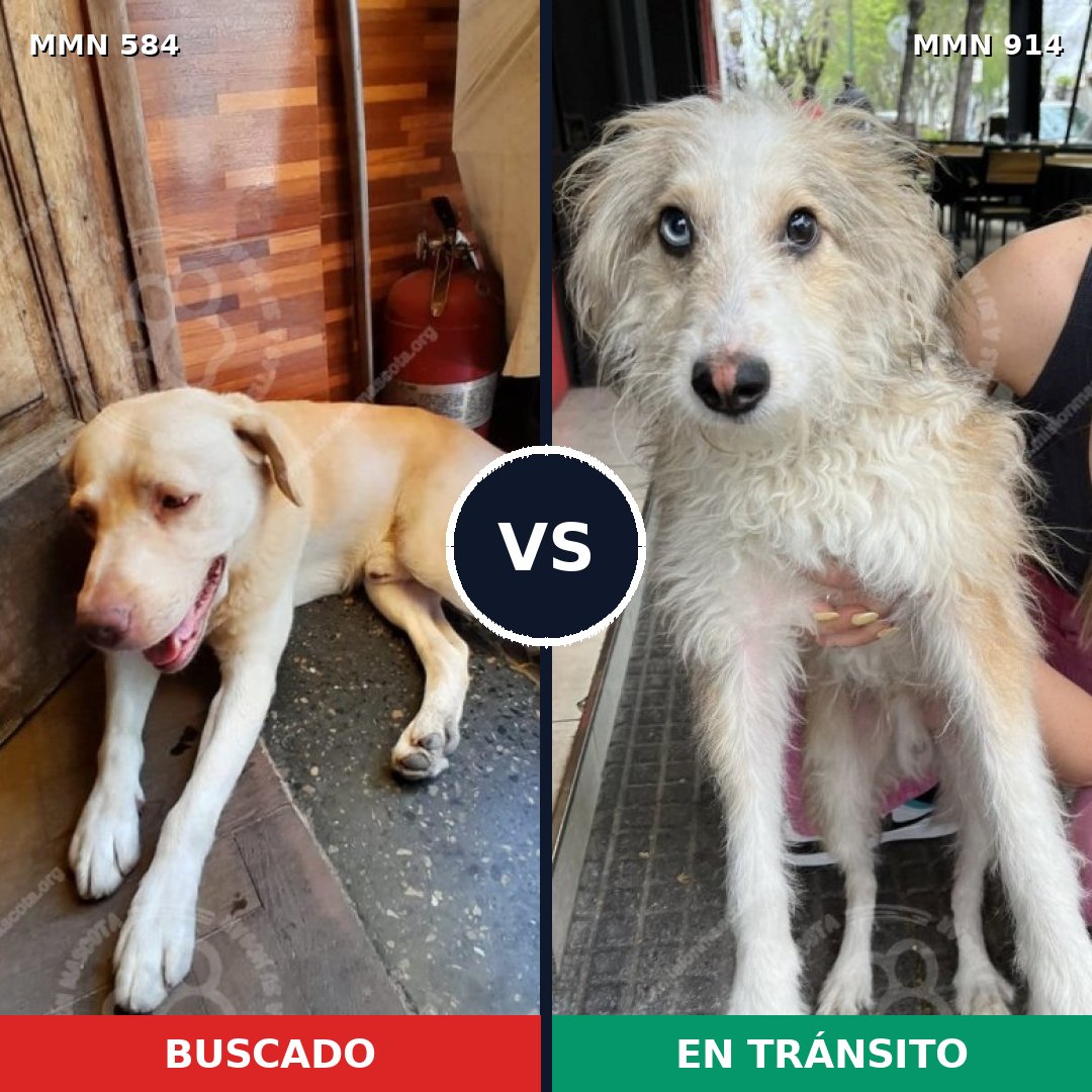 Comparativa MMS 14606: mascota perdida y mascota encontrada, 61% de similitud