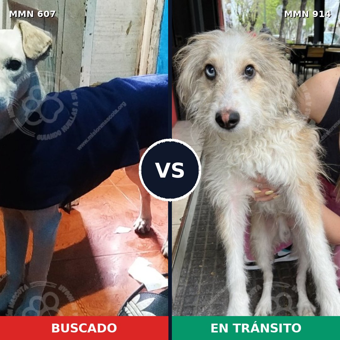 Comparativa MMS 14609: mascota perdida y mascota encontrada, 60% de similitud