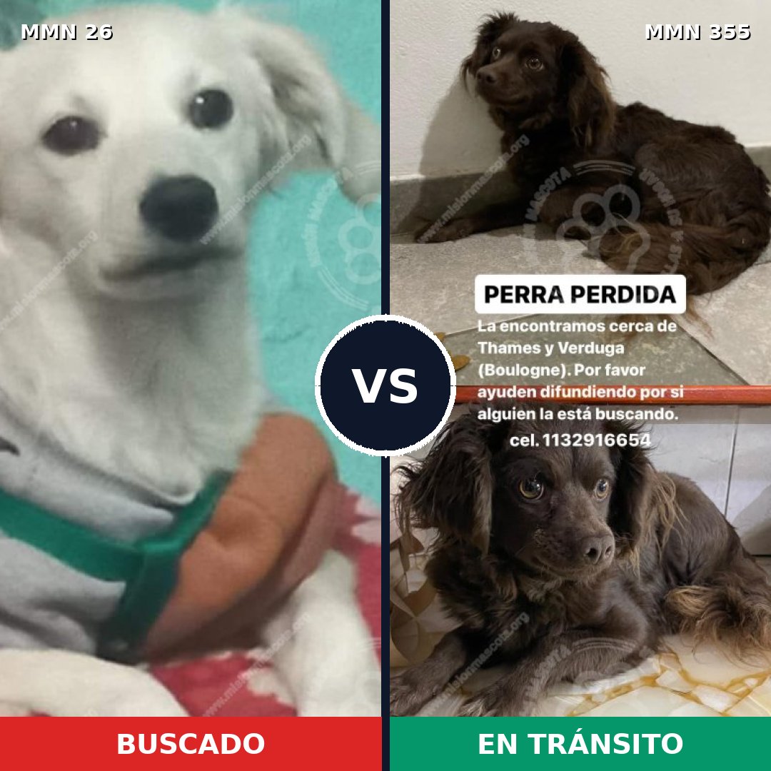 Comparativa MMS 1461: mascota perdida y mascota encontrada, 6% de similitud