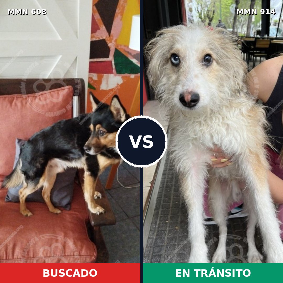 Comparativa MMS 14610: mascota perdida y mascota encontrada, 45% de similitud