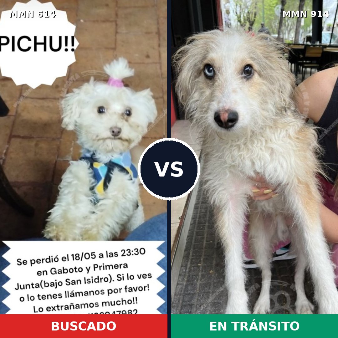 Comparativa MMS 14612: mascota perdida y mascota encontrada, 31% de similitud