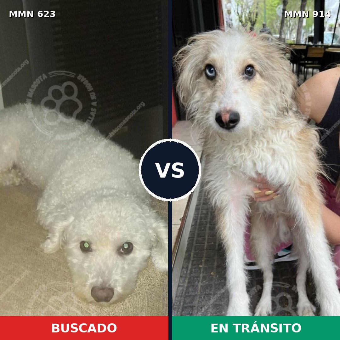 Comparativa MMS 14613: mascota perdida y mascota encontrada, 32% de similitud