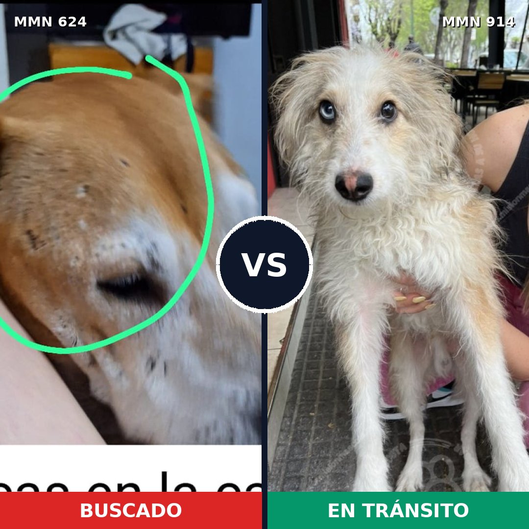 Comparativa MMS 14614: mascota perdida y mascota encontrada, 36% de similitud