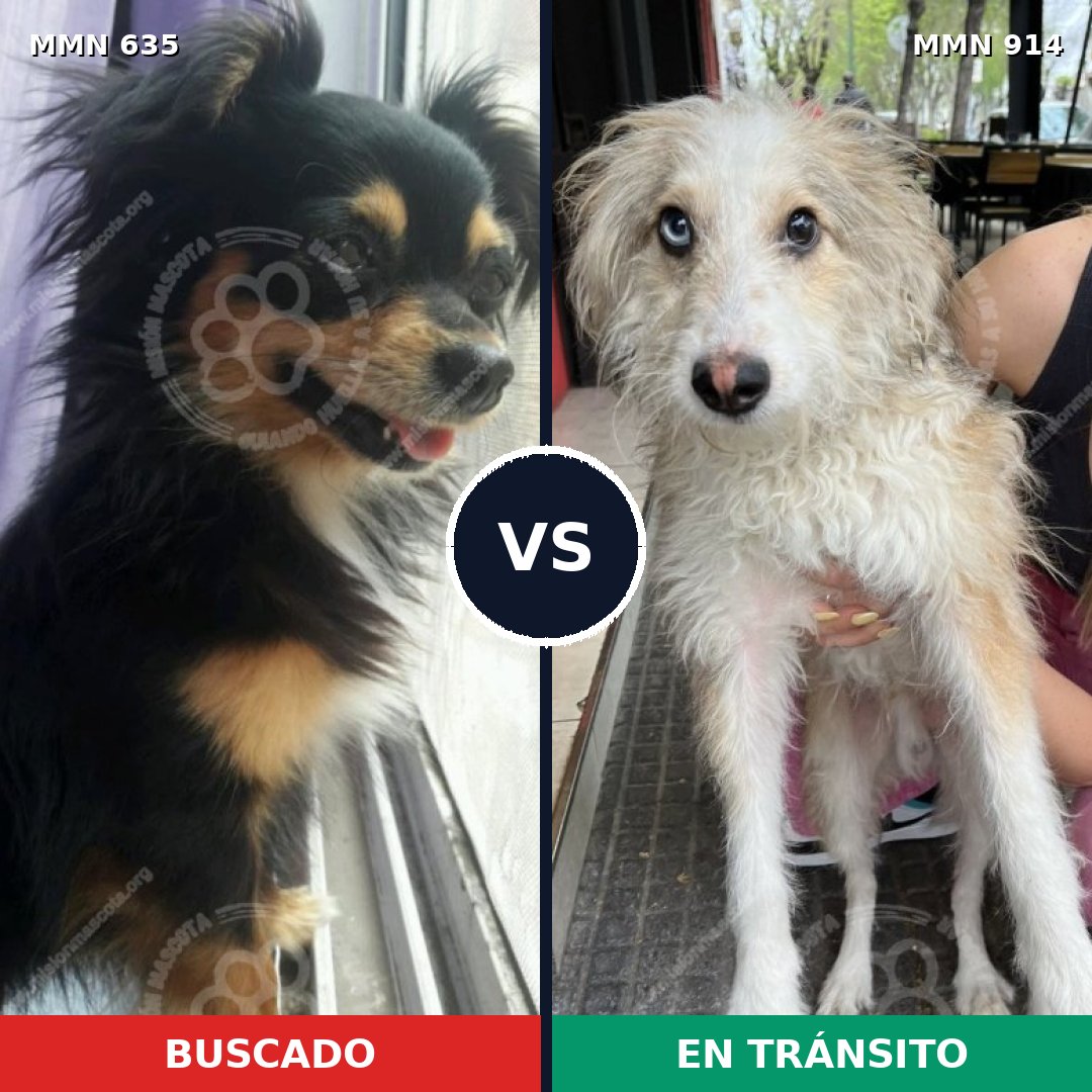 Comparativa MMS 14615: mascota perdida y mascota encontrada, 24% de similitud