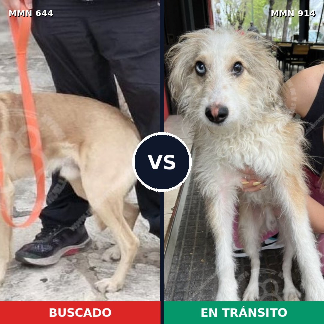 Comparativa MMS 14616: mascota perdida y mascota encontrada, 50% de similitud