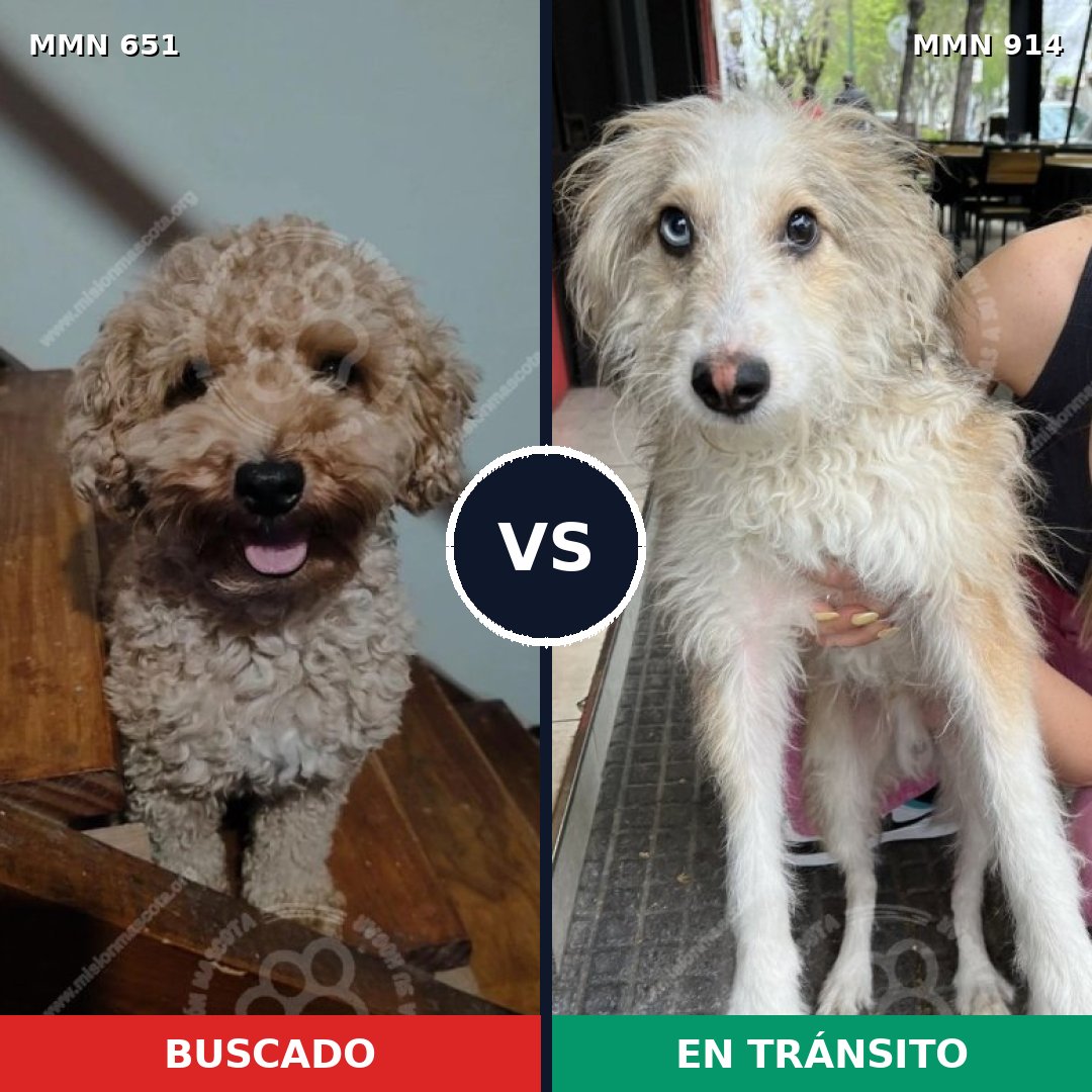 Comparativa MMS 14617: mascota perdida y mascota encontrada, 28% de similitud