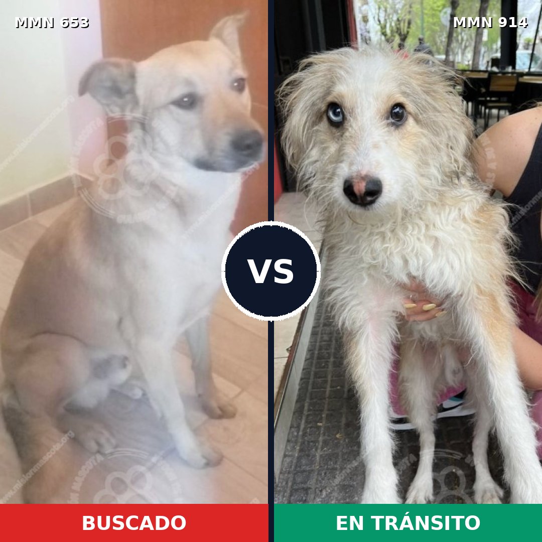 Comparativa MMS 14618: mascota perdida y mascota encontrada, 46% de similitud