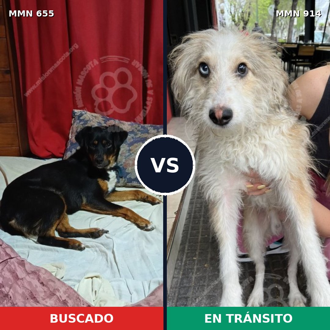 Comparativa MMS 14619: mascota perdida y mascota encontrada, 43% de similitud