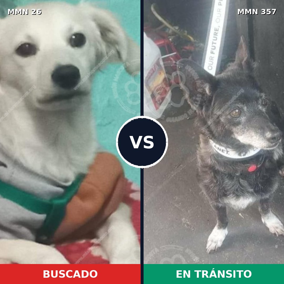 Comparativa MMS 1462: mascota perdida y mascota encontrada, 23% de similitud