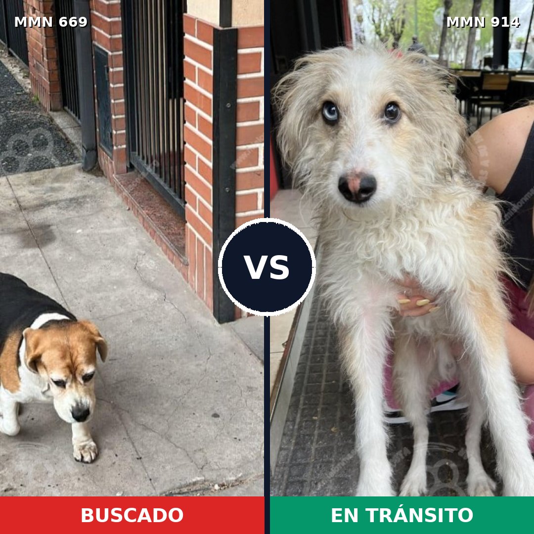 Comparativa MMS 14620: mascota perdida y mascota encontrada, 60% de similitud