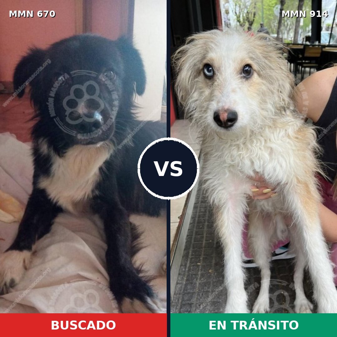 Comparativa MMS 14621: mascota perdida y mascota encontrada, 64% de similitud