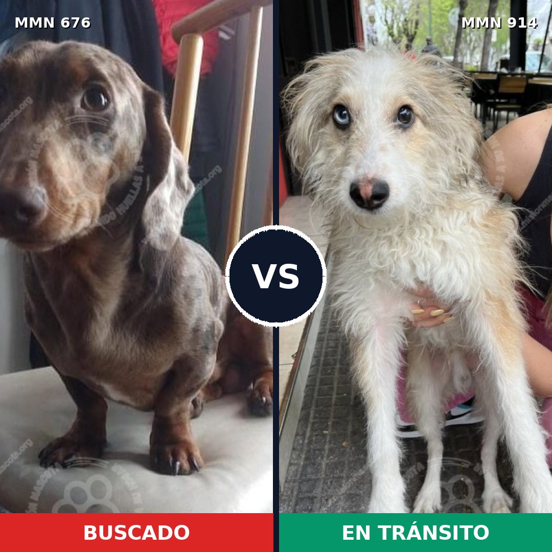 Comparativa MMS 14623: mascota perdida y mascota encontrada, 50% de similitud