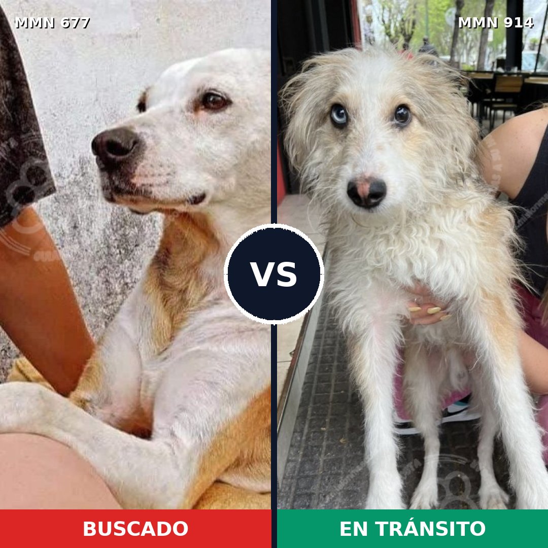 Comparativa MMS 14624: mascota perdida y mascota encontrada, 48% de similitud