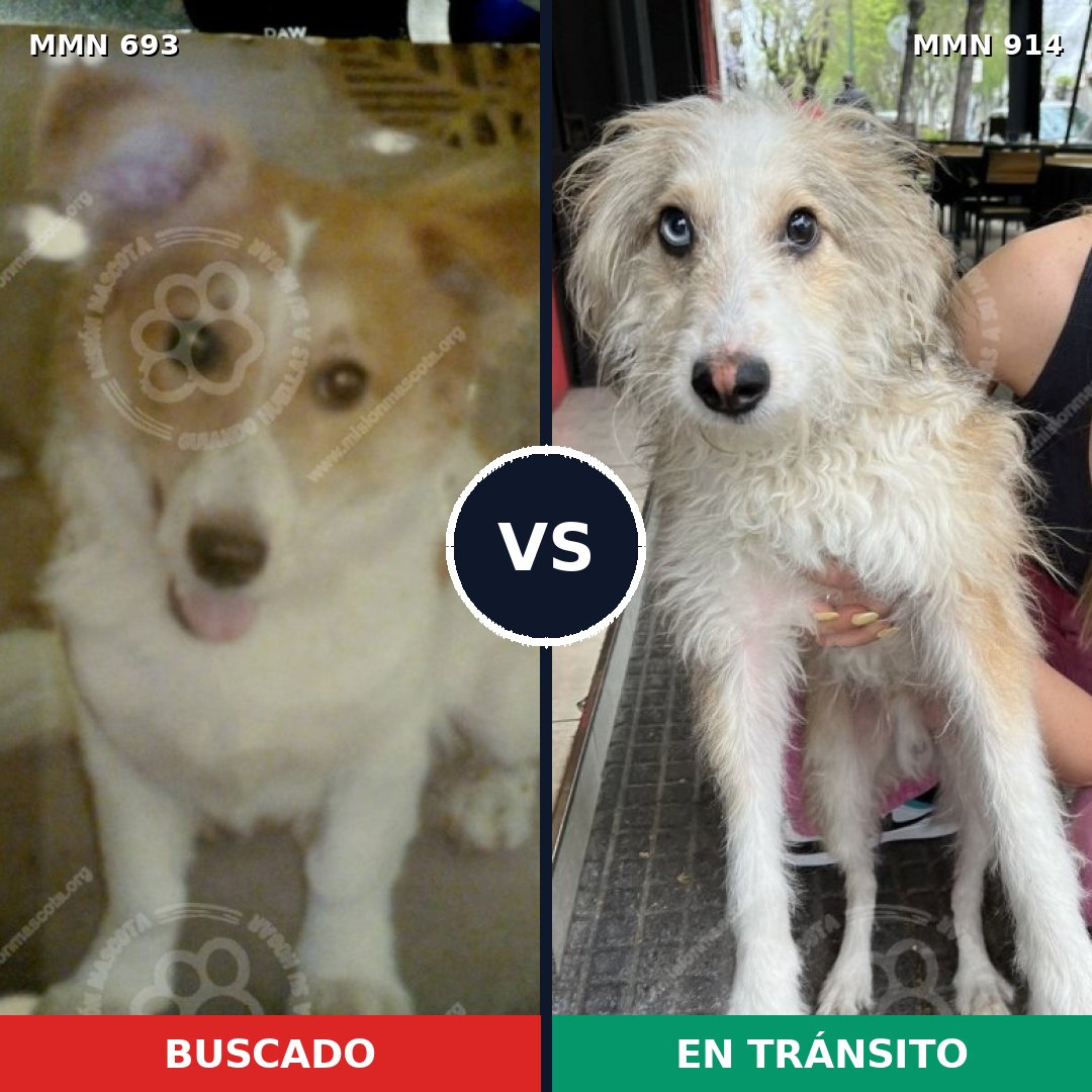 Comparativa MMS 14626: mascota perdida y mascota encontrada, 63% de similitud