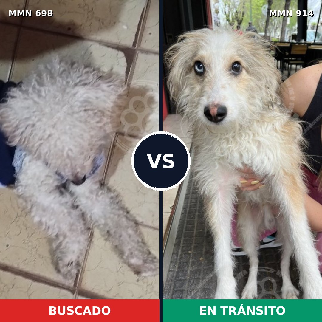Comparativa MMS 14627: mascota perdida y mascota encontrada, 43% de similitud