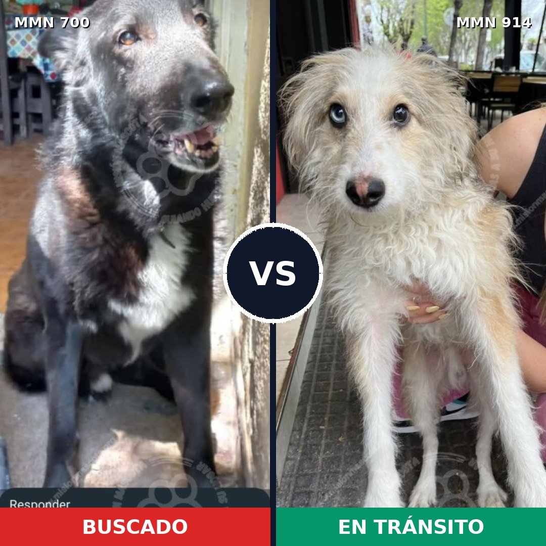Comparativa MMS 14628: mascota perdida y mascota encontrada, 32% de similitud