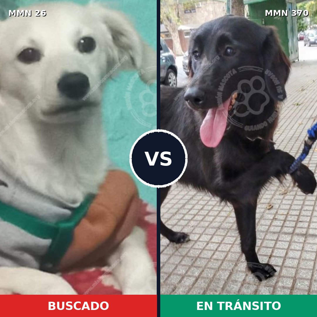 Comparativa MMS 1463: mascota perdida y mascota encontrada, 11% de similitud