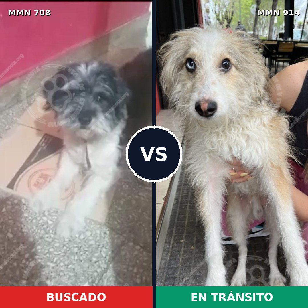 Comparativa MMS 14630: mascota perdida y mascota encontrada, 36% de similitud