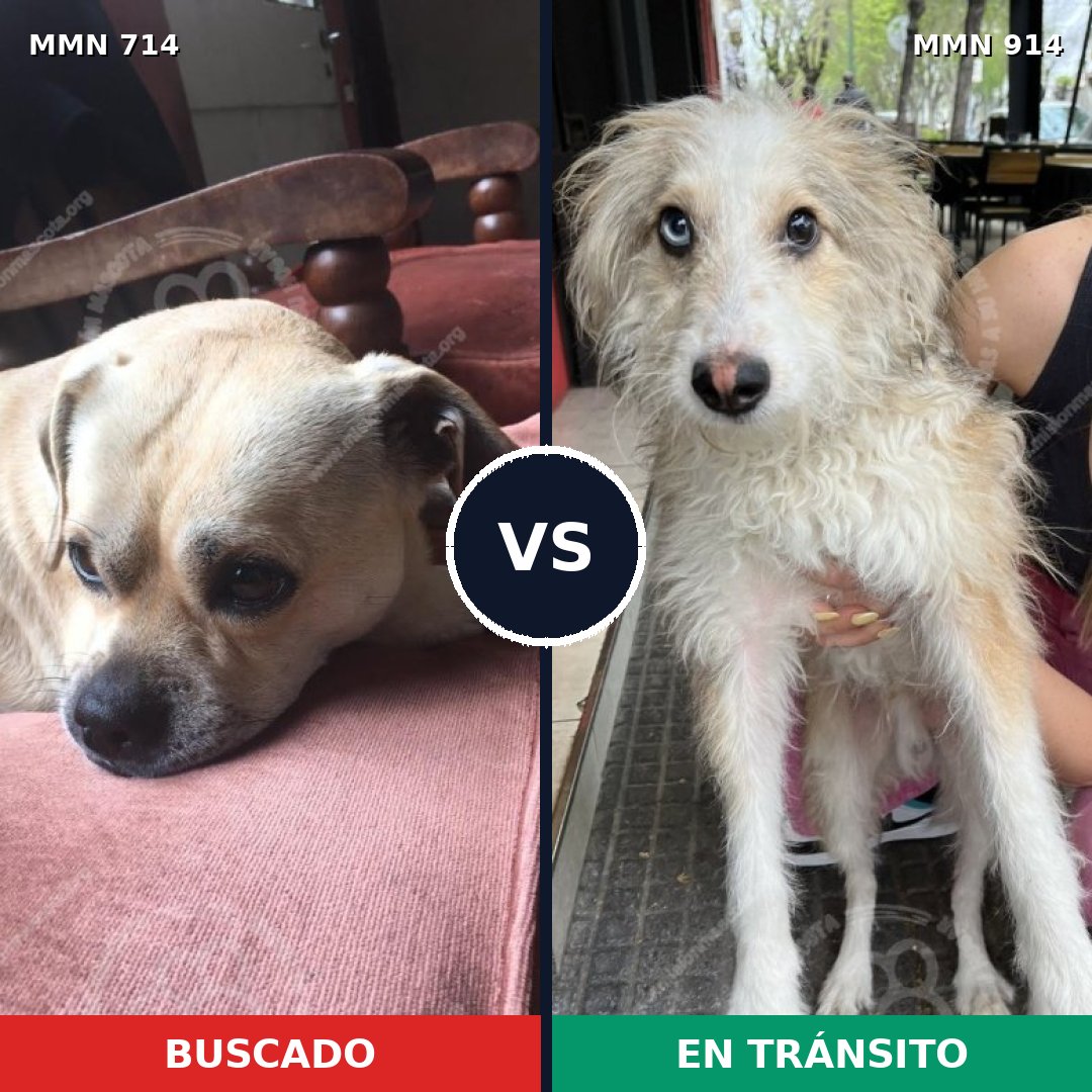 Comparativa MMS 14631: mascota perdida y mascota encontrada, 50% de similitud