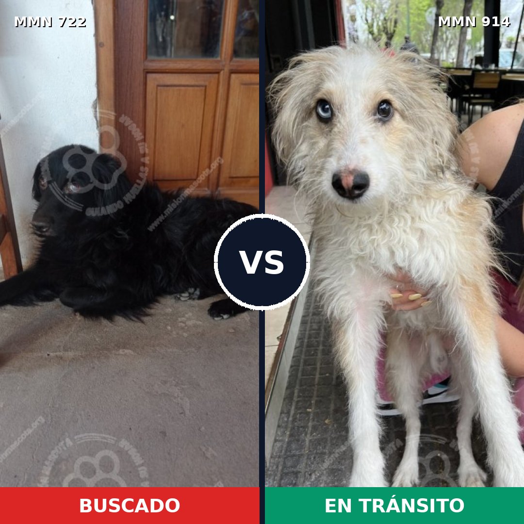 Comparativa MMS 14632: mascota perdida y mascota encontrada, 53% de similitud