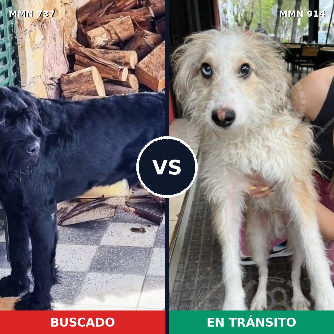 Comparativa MMS 14633: mascota perdida y mascota encontrada, 23% de similitud