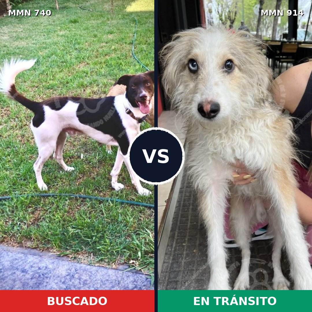 Comparativa MMS 14634: mascota perdida y mascota encontrada, 51% de similitud