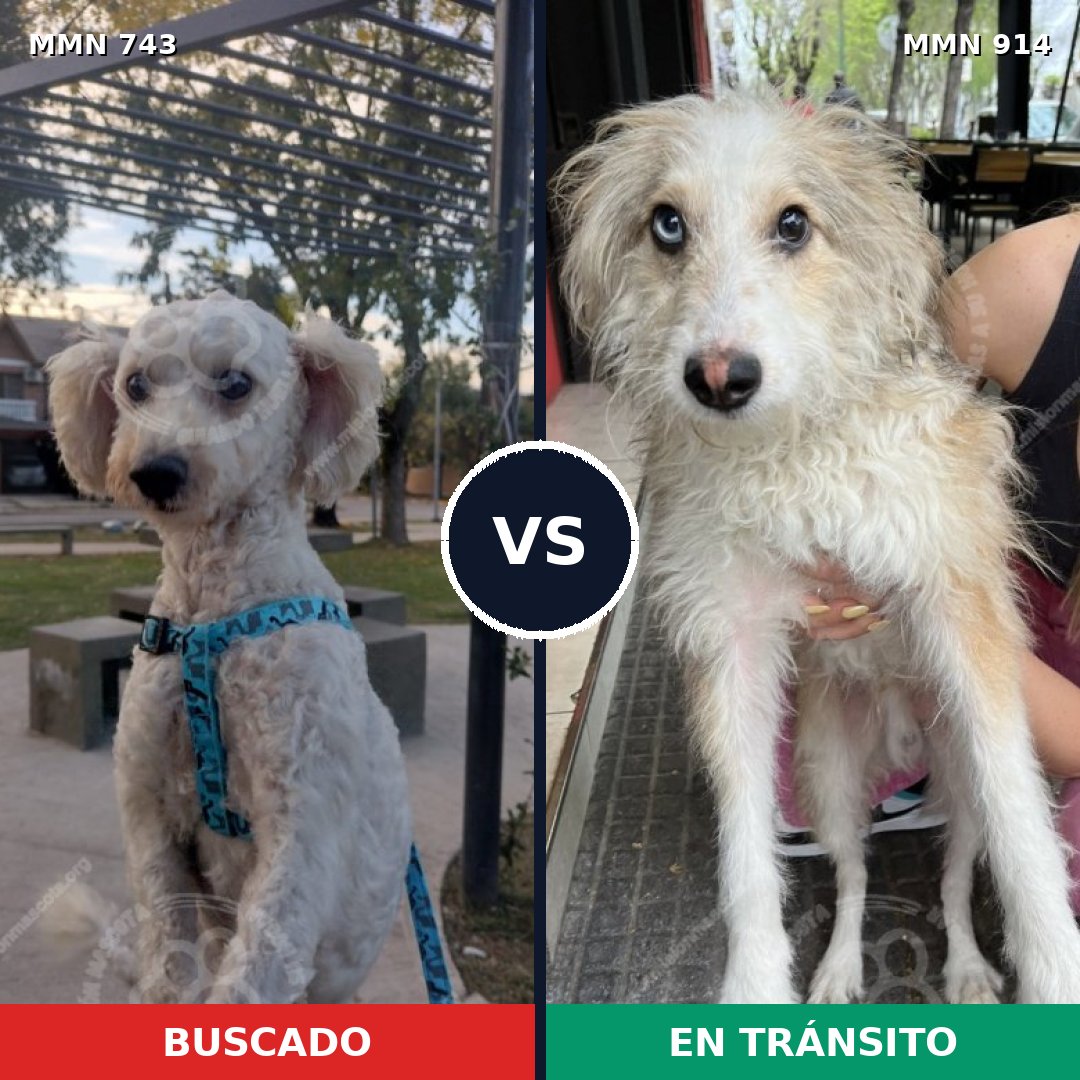 Comparativa MMS 14635: mascota perdida y mascota encontrada, 53% de similitud