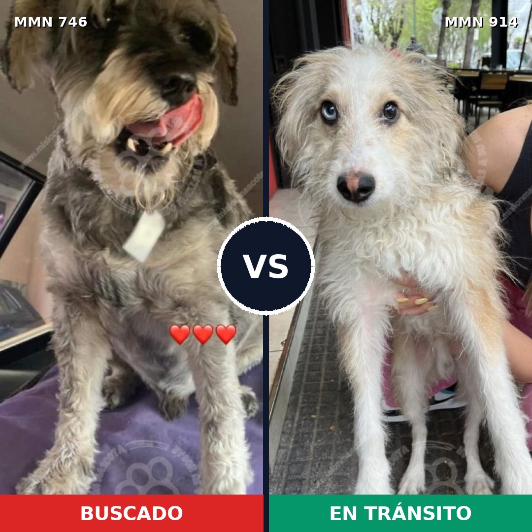 Comparativa MMS 14637: mascota perdida y mascota encontrada, 44% de similitud