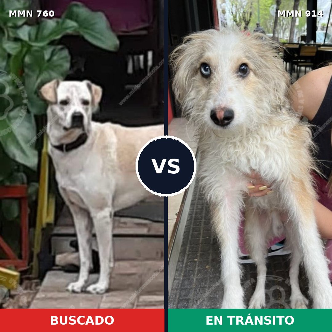 Comparativa MMS 14638: mascota perdida y mascota encontrada, 61% de similitud
