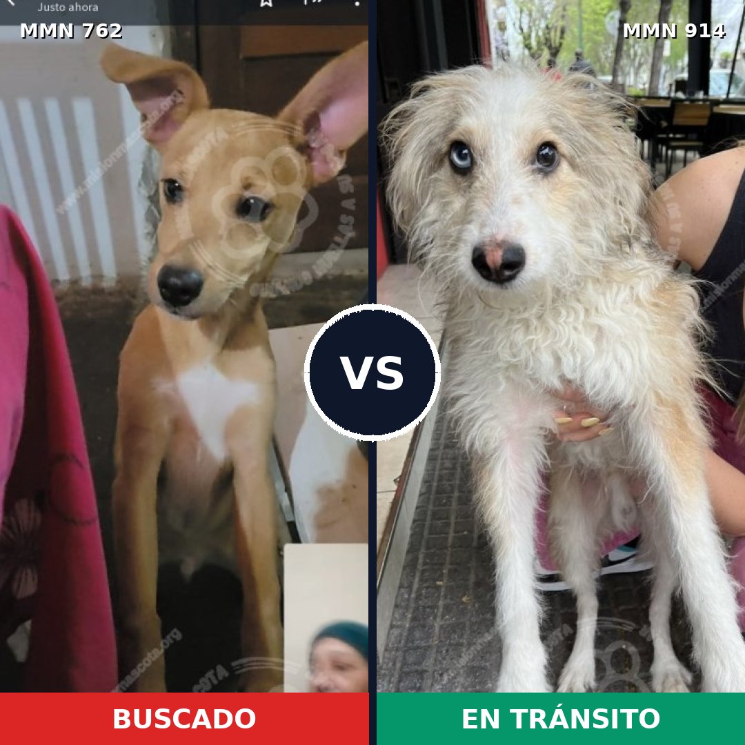 Comparativa MMS 14639: mascota perdida y mascota encontrada, 46% de similitud