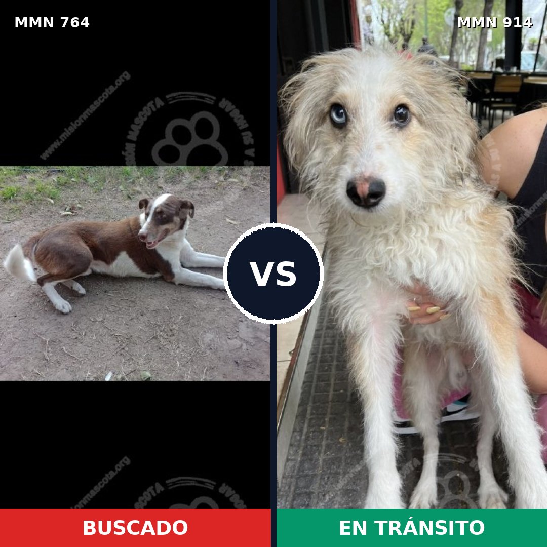 Comparativa MMS 14641: mascota perdida y mascota encontrada, 36% de similitud