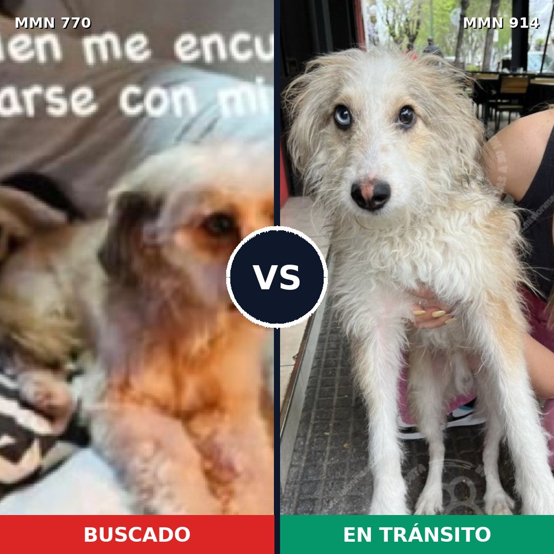 Comparativa MMS 14644: mascota perdida y mascota encontrada, 43% de similitud