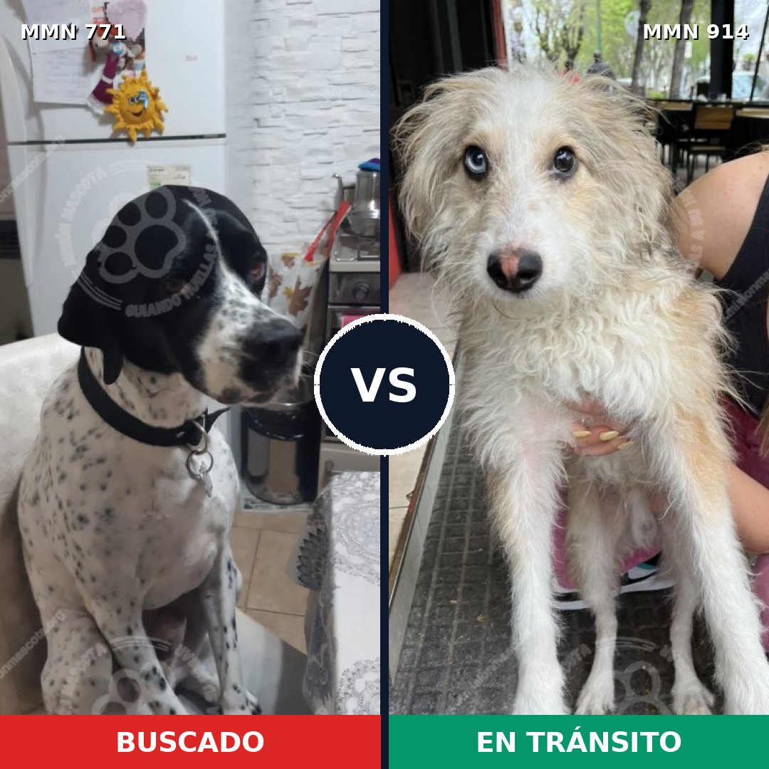 Comparativa MMS 14645: mascota perdida y mascota encontrada, 41% de similitud