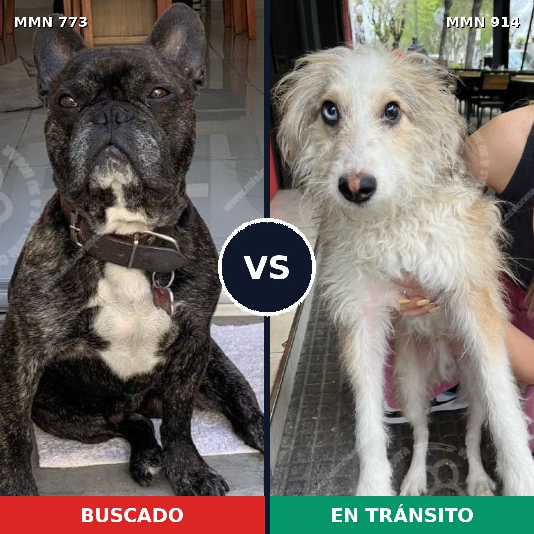 Comparativa MMS 14646: mascota perdida y mascota encontrada, 41% de similitud