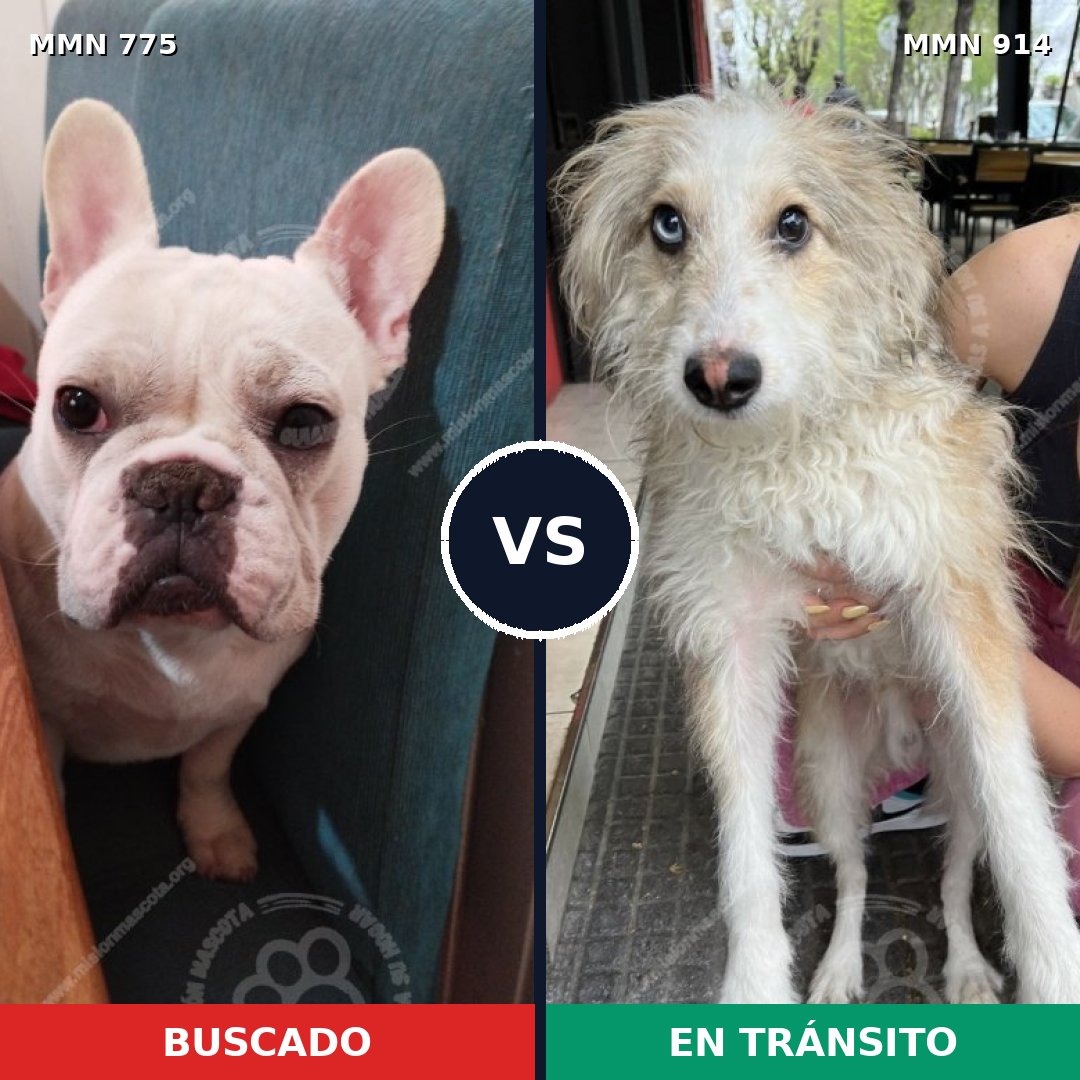 Comparativa MMS 14647: mascota perdida y mascota encontrada, 50% de similitud