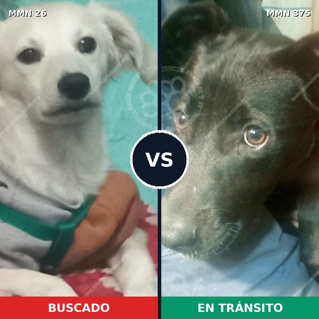 Comparativa MMS 1465: mascota perdida y mascota encontrada, 7% de similitud