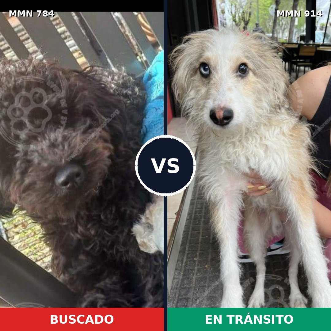 Comparativa MMS 14650: mascota perdida y mascota encontrada, 32% de similitud