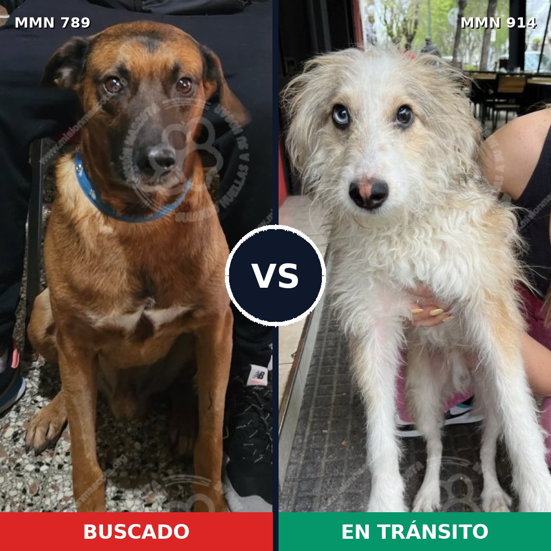 Comparativa MMS 14651: mascota perdida y mascota encontrada, 38% de similitud