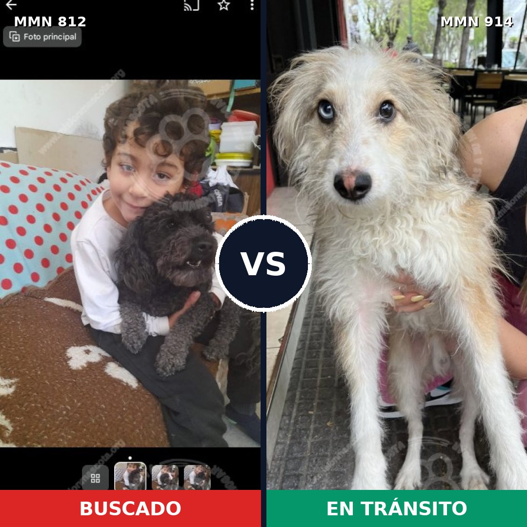 Comparativa MMS 14653: mascota perdida y mascota encontrada, 25% de similitud