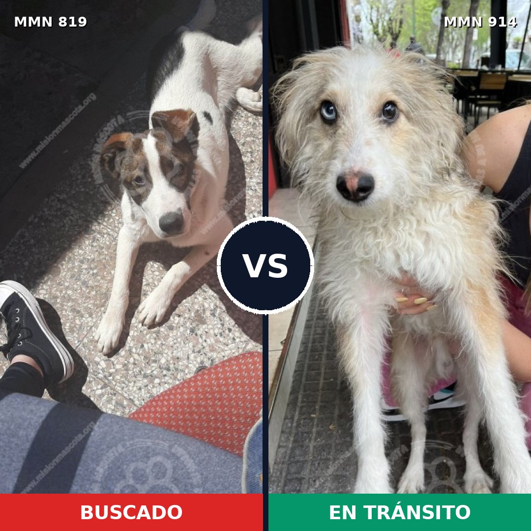 Comparativa MMS 14655: mascota perdida y mascota encontrada, 48% de similitud