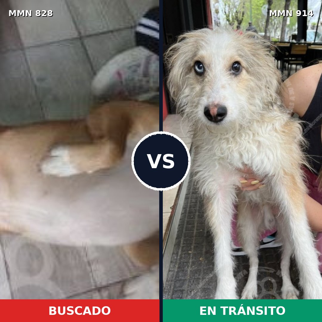 Comparativa MMS 14656: mascota perdida y mascota encontrada, 48% de similitud