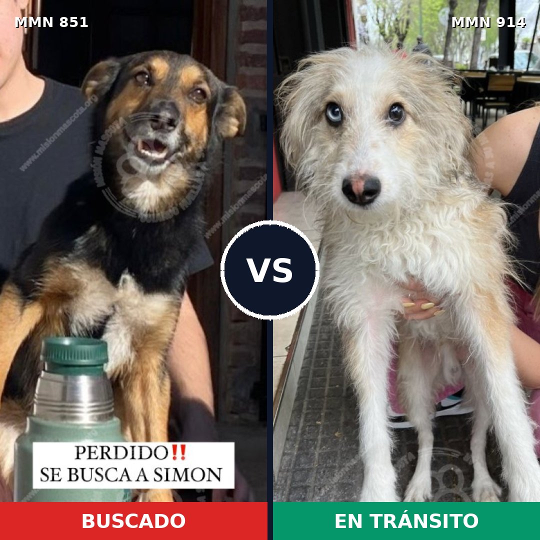Comparativa MMS 14659: mascota perdida y mascota encontrada, 41% de similitud