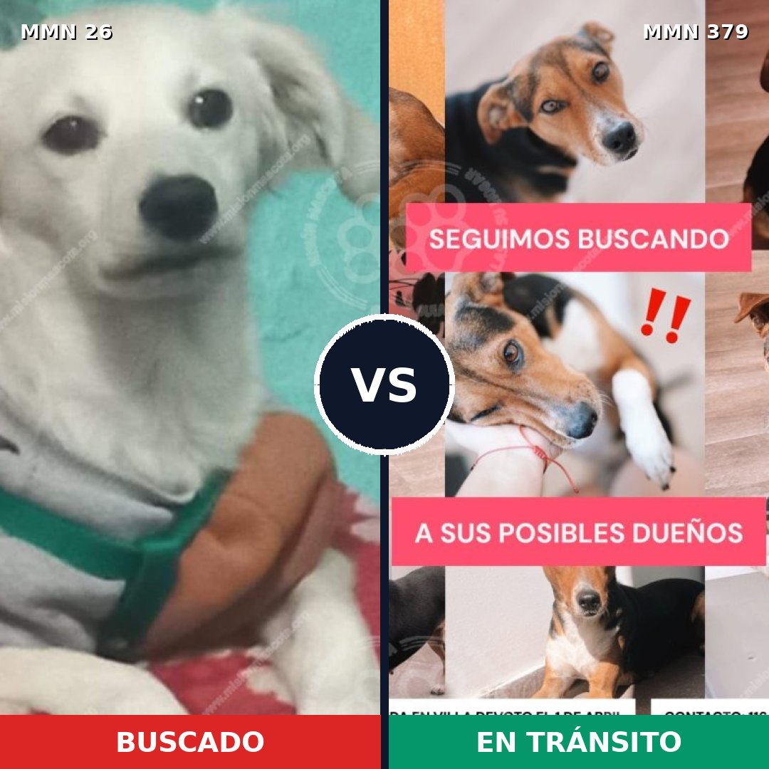 Comparativa MMS 1466: mascota perdida y mascota encontrada, 10% de similitud